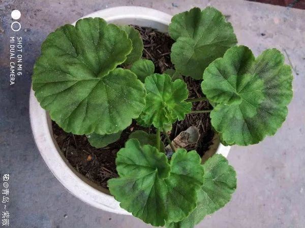 这花开完别剪,留个种最金贵,撒下能活一大片 这花开完别剪,留个种最金贵,撒下能活一大片