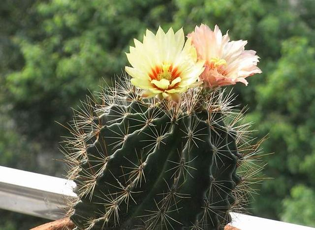 这些花喜欢沙土，花盆里放沙土，开花更多