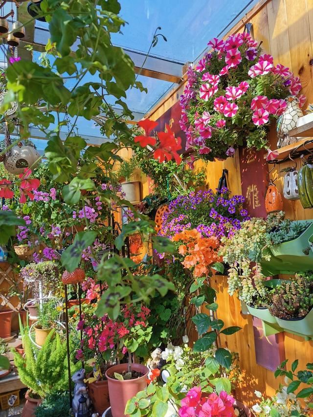 养花人都喜欢的“洋绣球”，养护简单、花量大，3个品种各有特点