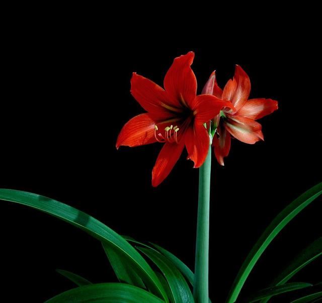 这些花喜欢沙土，花盆里放沙土，开花更多