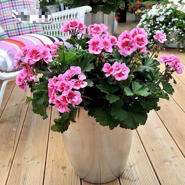 养花人都喜欢的“洋绣球”，养护简单、花量大，3个品种各有特点