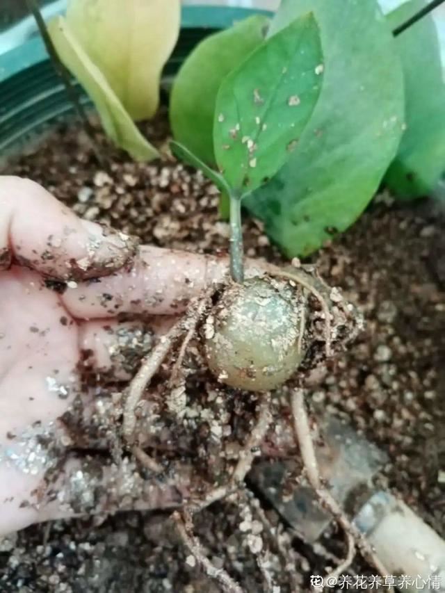 1个球切8块，丢土里就能冒芽，来年收获一大盆