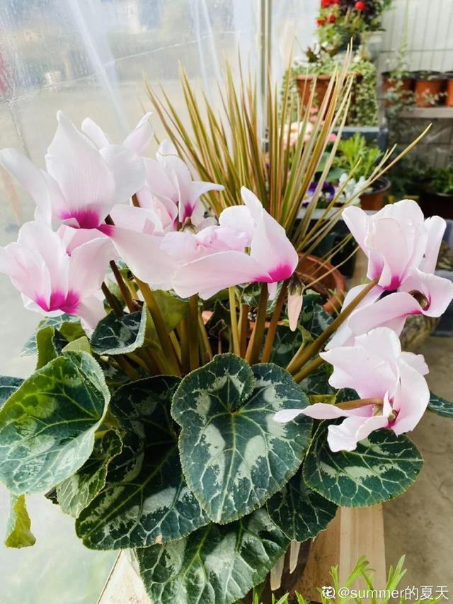 仙客来买回来没两天，叶子全都低下头，挖出来一看果然烂球了