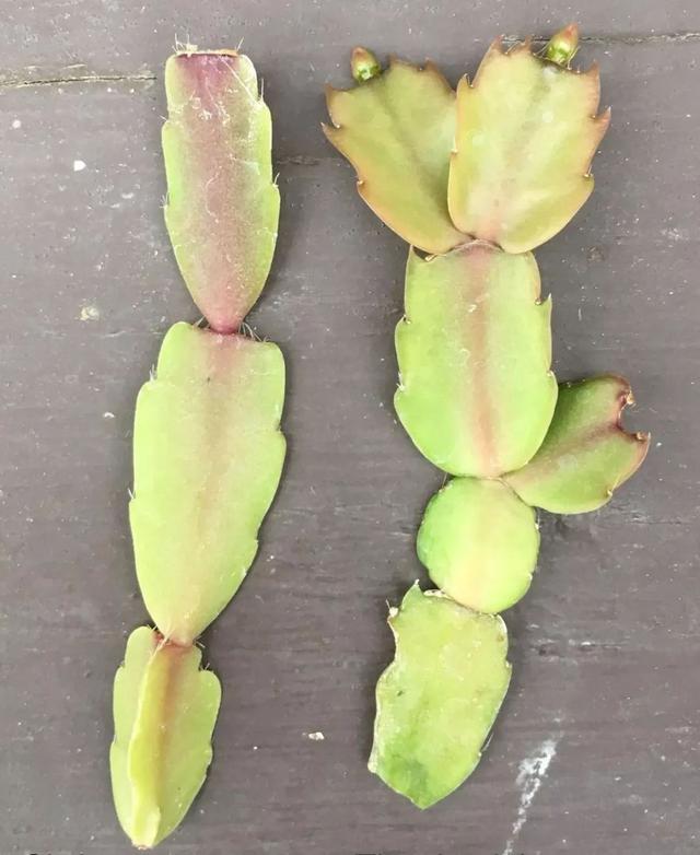 导致仙人指花朵掉落的几大原因,不要不当一回事 导致仙人指花朵掉落的几大原因,不要不当一回事