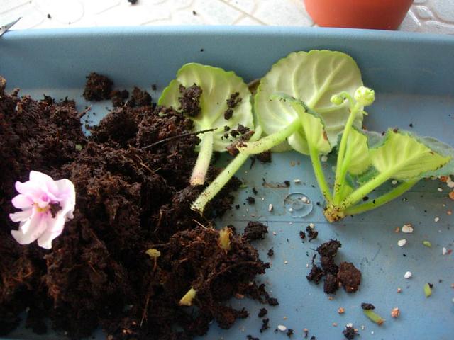 占地小、开花多，这花太好养了，还不用多晒太阳