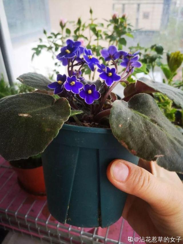 仙客来买回来没两天，叶子全都低下头，挖出来一看果然烂球了