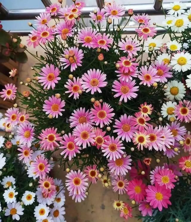 这花就要虐着养,一长高就剪,能开大半年 这花就要虐着养,一长高就剪,能开大半年