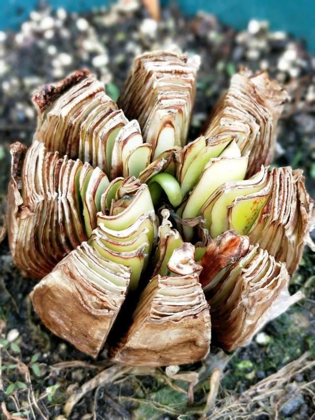 1个球切8块，丢土里就能冒芽，来年收获一大盆