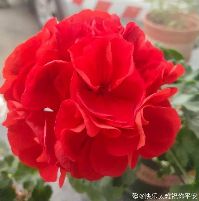 这花开完别剪,留个种最金贵,撒下能活一大片 这花开完别剪,留个种最金贵,撒下能活一大片