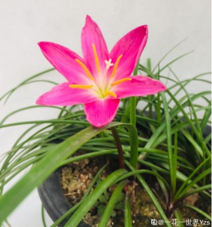 这花太能生了，一年挖出一麻袋，满院子都开花