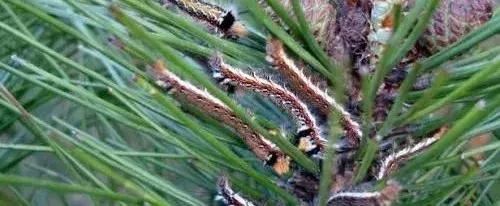 林业知识之保护管理部分 林业人必备! 林业知识之保护管理部分 林业人必备!