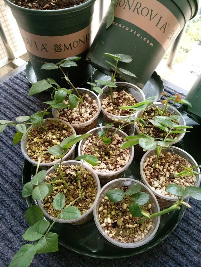 1个球切8块，丢土里就能冒芽，来年收获一大盆