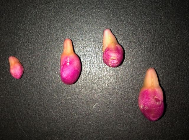 导致仙人指花朵掉落的几大原因,不要不当一回事 导致仙人指花朵掉落的几大原因,不要不当一回事