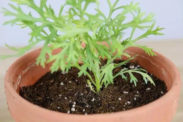 这花就要虐着养,一长高就剪,能开大半年 这花就要虐着养,一长高就剪,能开大半年