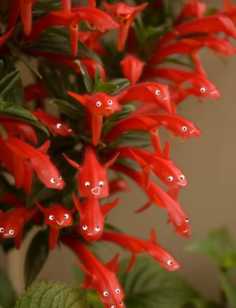 非常容易种植，花期长，花型像是张开嘴小鸟，特别可爱