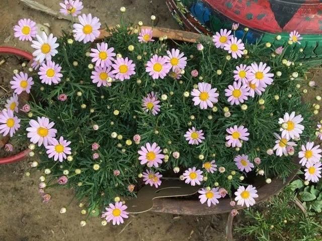 这花就要虐着养,一长高就剪,能开大半年 这花就要虐着养,一长高就剪,能开大半年