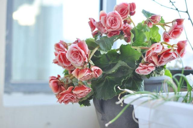 这几种植物，叶片随手扔土里，就能长出新盆栽