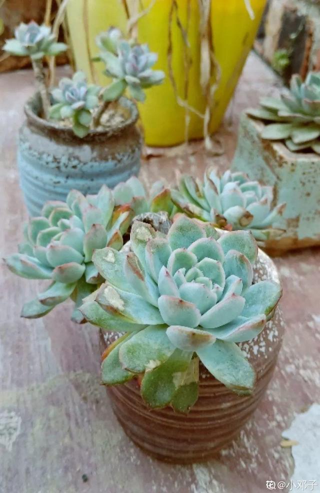 仙客来买回来没两天，叶子全都低下头，挖出来一看果然烂球了