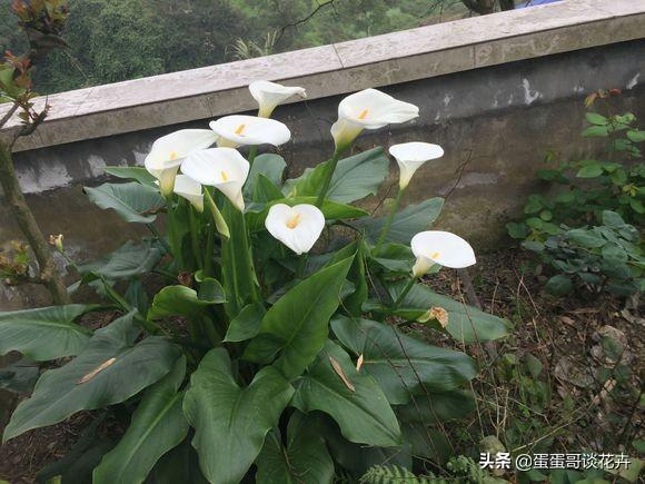 家里光线又暗又黑怎么办？4种耐阴花卉供你选，总有一款适合你家