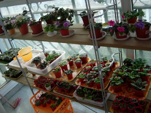 占地小、开花多，这花太好养了，还不用多晒太阳