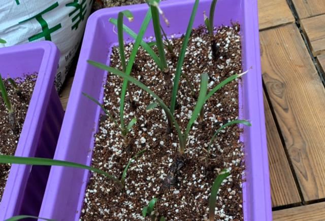 这花太能生了，一年挖出一麻袋，满院子都开花