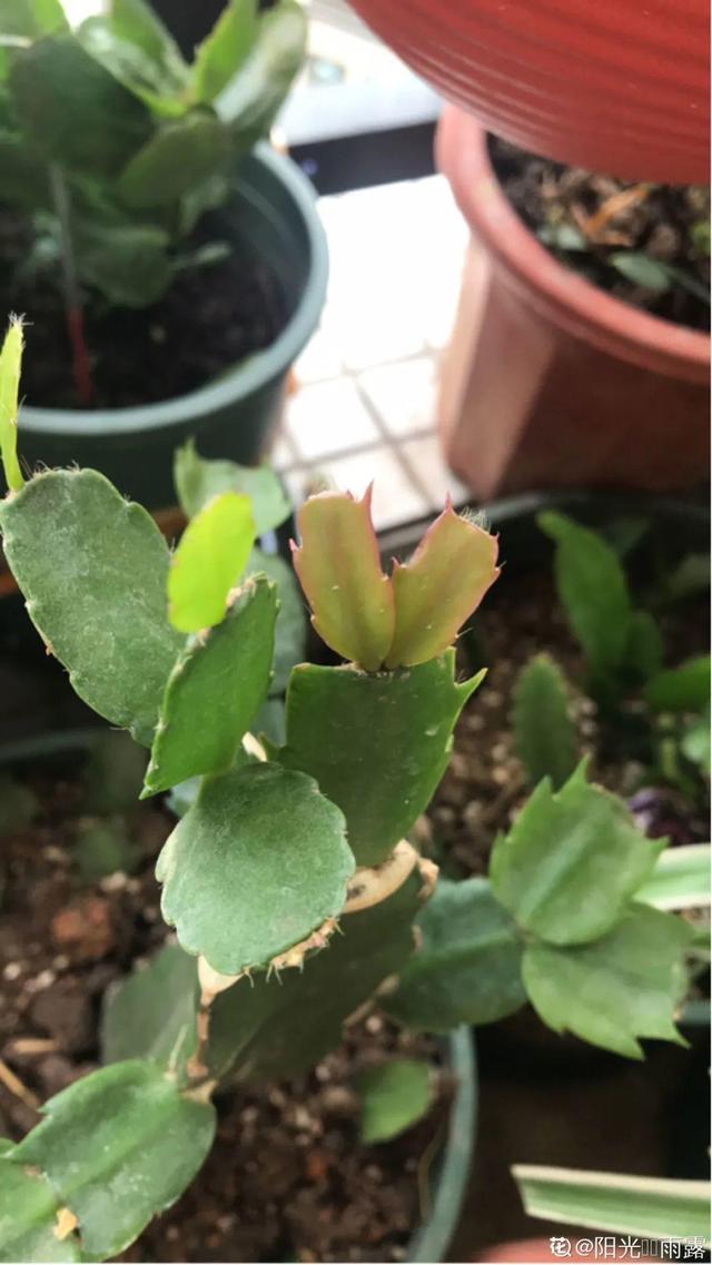 1个球切8块，丢土里就能冒芽，来年收获一大盆