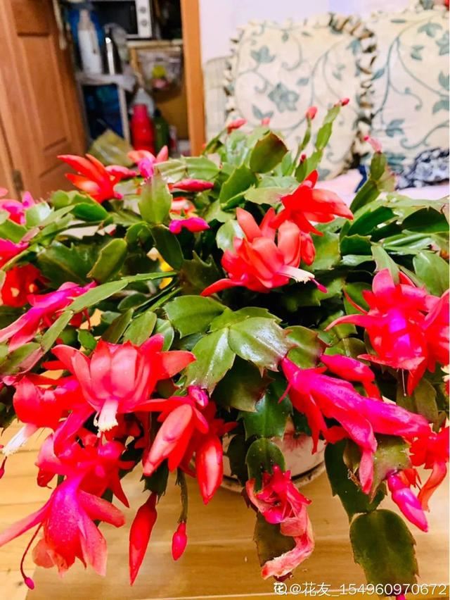 1个球切8块，丢土里就能冒芽，来年收获一大盆