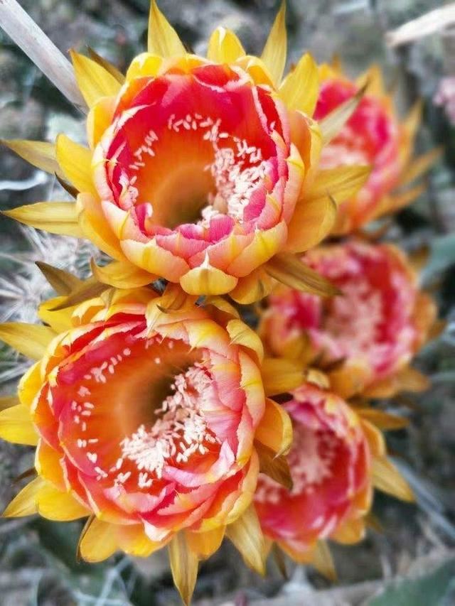 这花邻居养了三年都没开,放那没管竟开花,原来问题出在这 这花邻居养了三年都没开,放那没管竟开花,原来问题出在这