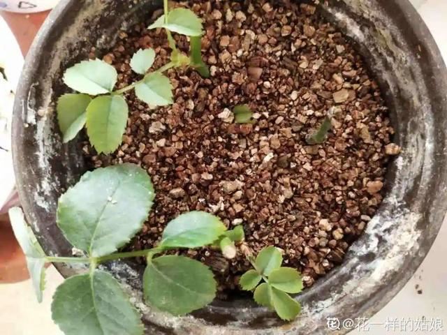 1个球切8块，丢土里就能冒芽，来年收获一大盆