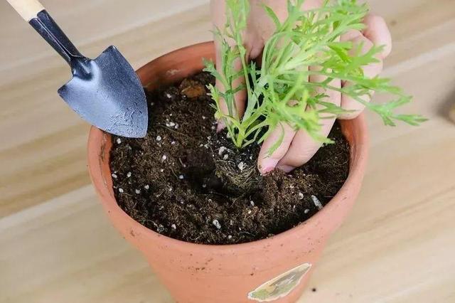 这花就要虐着养,一长高就剪,能开大半年 这花就要虐着养,一长高就剪,能开大半年