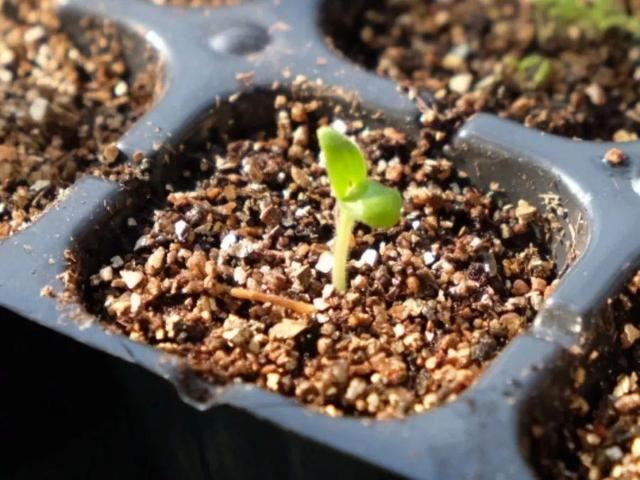 这花开完别剪,留个种最金贵,撒下能活一大片 这花开完别剪,留个种最金贵,撒下能活一大片