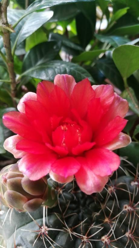 这花邻居养了三年都没开,放那没管竟开花,原来问题出在这 这花邻居养了三年都没开,放那没管竟开花,原来问题出在这