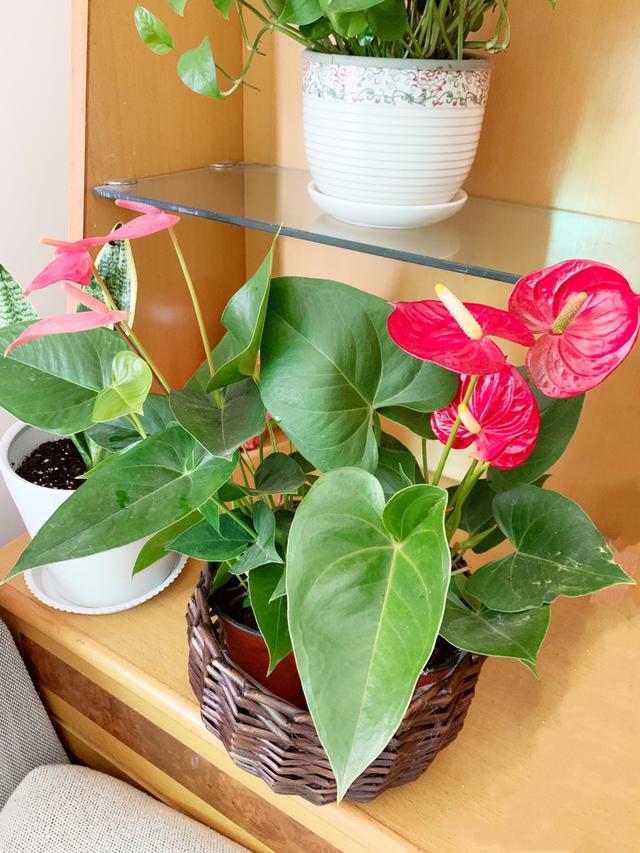 这花是耐阴花里的“小霸王”,好看好养,没光也能开爆盆 这花是耐阴花里的“小霸王”,好看好养,没光也能开爆盆