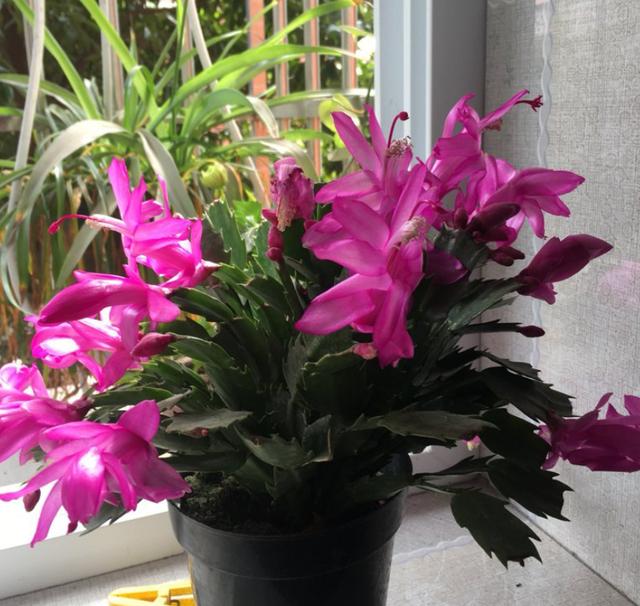 养了2年的花，一直没开，老花农一看就知道买错了