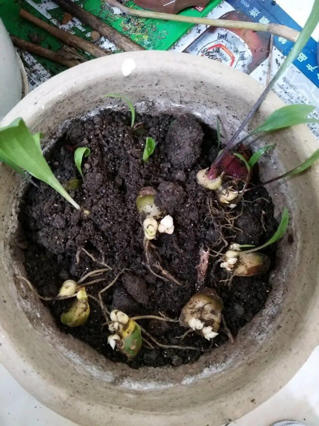 1个球切8块，丢土里就能冒芽，来年收获一大盆