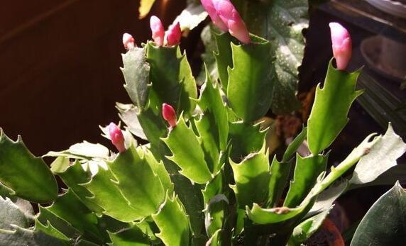 养了2年的花，一直没开，老花农一看就知道买错了