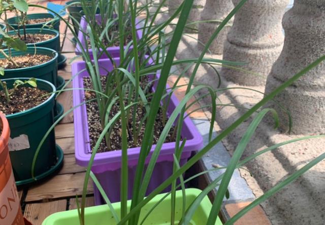 这花太能生了，一年挖出一麻袋，满院子都开花