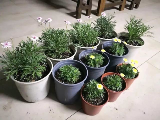 这花就要虐着养,一长高就剪,能开大半年 这花就要虐着养,一长高就剪,能开大半年