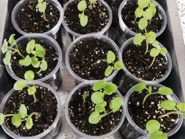 这花开完别剪,留个种最金贵,撒下能活一大片 这花开完别剪,留个种最金贵,撒下能活一大片