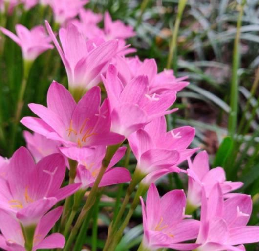 这花太能生了，一年挖出一麻袋，满院子都开花