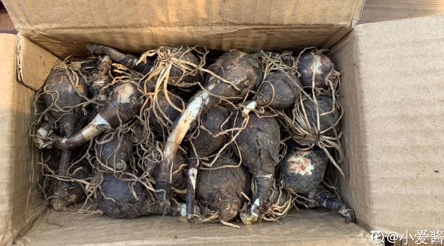 这花太能生了，一年挖出一麻袋，满院子都开花