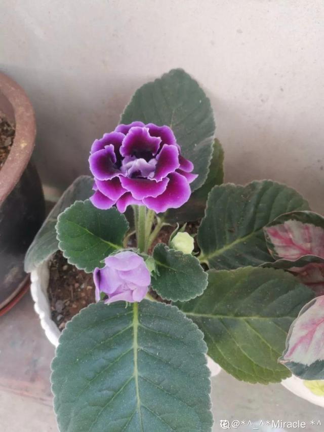 仙客来买回来没两天，叶子全都低下头，挖出来一看果然烂球了