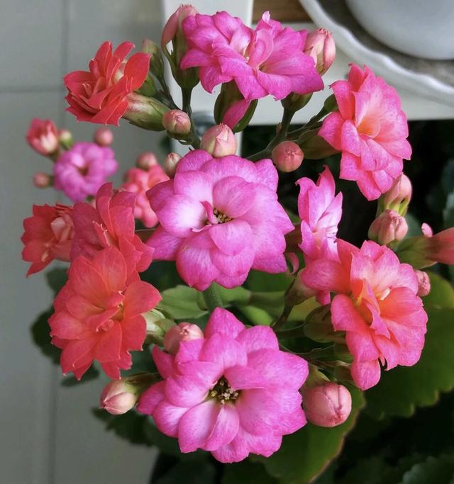 家里盆栽“花苞”不鲜艳？记得用上“2种”肥料，花又大又鲜艳