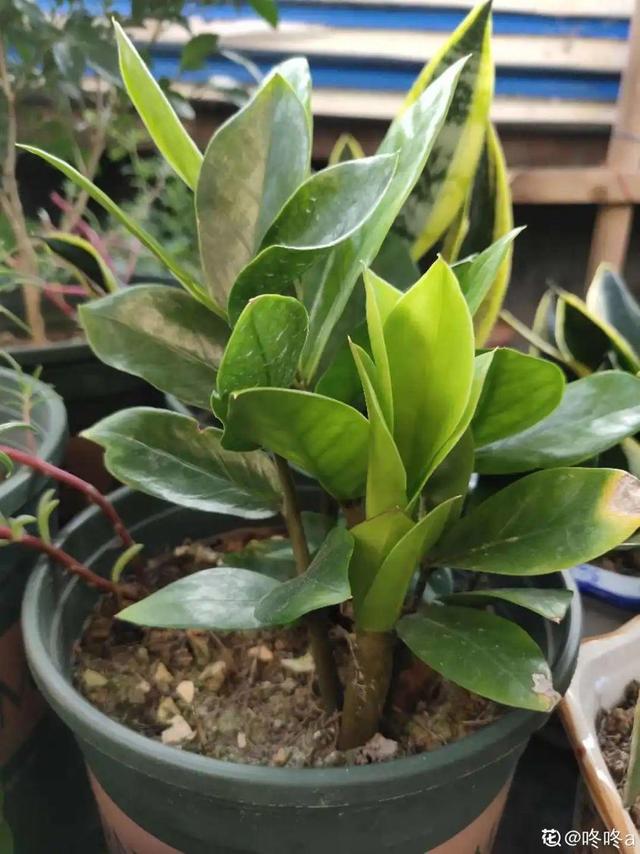 1个球切8块，丢土里就能冒芽，来年收获一大盆