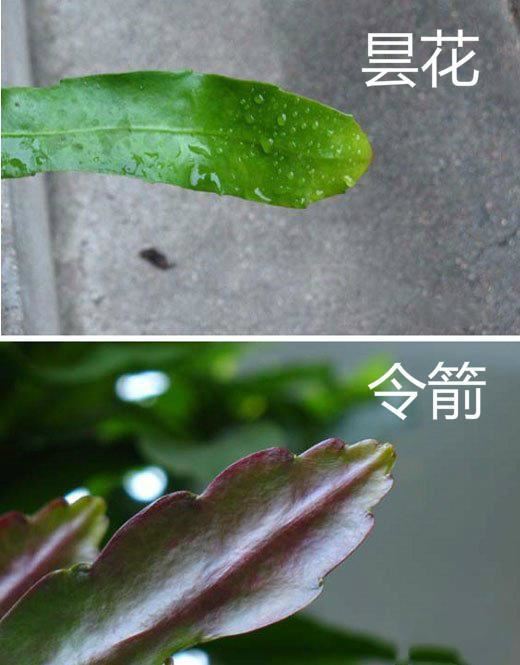 养了2年的花，一直没开，老花农一看就知道买错了