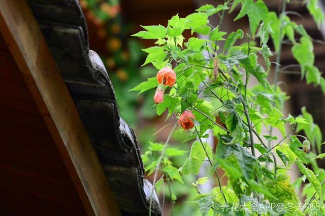 这花开花像小铃铛，一年能开5个月，真“超长待机”