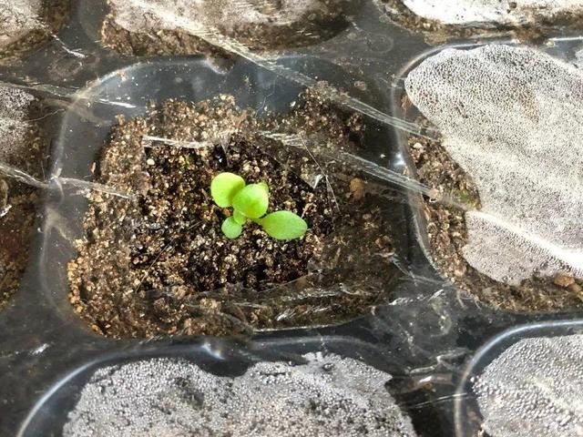 这花开完别剪,留个种最金贵,撒下能活一大片 这花开完别剪,留个种最金贵,撒下能活一大片