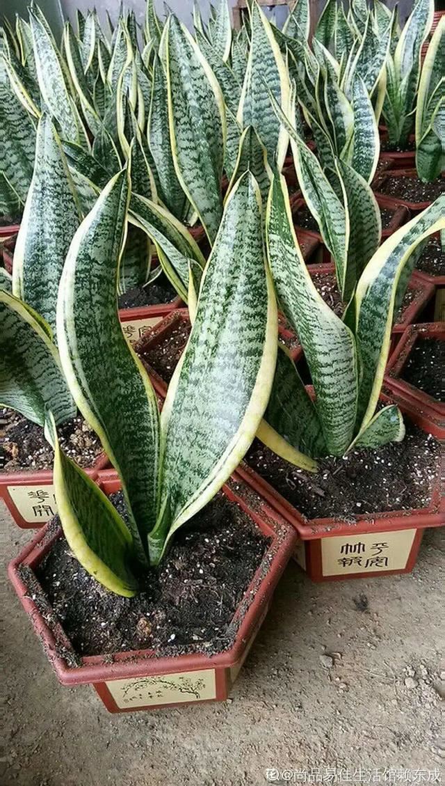 1个球切8块，丢土里就能冒芽，来年收获一大盆