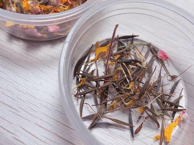 这花开完别剪,留个种最金贵,撒下能活一大片 这花开完别剪,留个种最金贵,撒下能活一大片