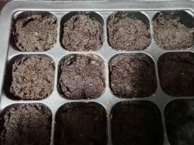 这花开完别剪,留个种最金贵,撒下能活一大片 这花开完别剪,留个种最金贵,撒下能活一大片